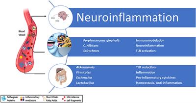 The Complex Molecular Picture of Gut and Oral Microbiota–Brain-Depression System: What We Know and What We Need to Know